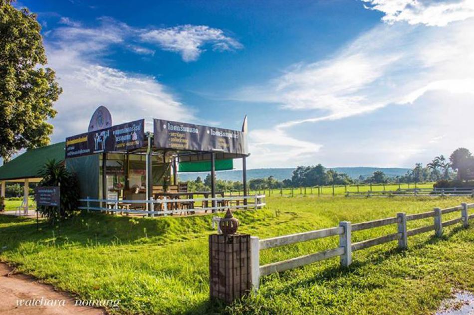 โคนม พังขว้าง